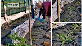 Обработка ТОМАТОВ от болезней и вредителей после высадки в открытый грунт, схема удобрения.