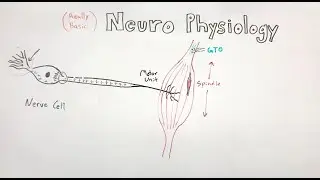(Really basic) NEUROPHYSIOLOGY