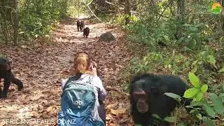 Mahale Mountains National Park - Chimpanzee Tracking