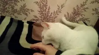 Самый лучший кот в мире #3