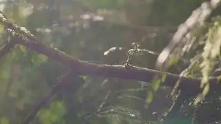 Panasonic GH5 180FPS Video Test Footage (V-log, 8-bit)