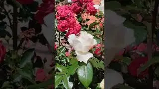 #розы