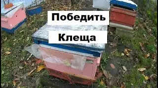 A working scheme for combating varroatosis in bees