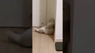 Kucing Galau