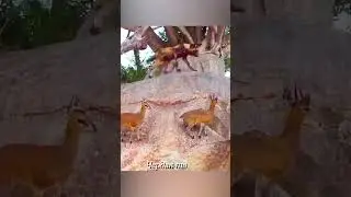 Wolves attack goats on the rocks.