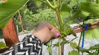 Початок цвітіння 2024. Стан прищеп. Дворічні кущі для плодоношення.