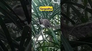 sargodha pha park #rap #travel #babusartoproad #mountains #youtubeshorts #nature #naranbeauty #viral