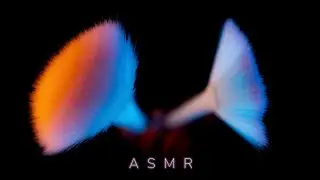 ASMR - Camera Brushing For Relaxation & Sleep 😴 (No Talking)
