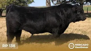 Toro Angus Rp 138