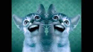 Singing Cats (Numa Cat) in G Major CoNfUsIoN