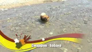 Наш Смурфик - 5 (собака шпиц!)