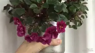 Какое освещение выбрать для фиалки?