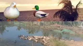 my duck is pond very enjoyment🦆🦆🦆🦆🦆