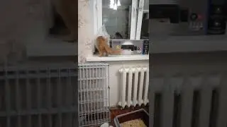 Любимая игрушка Рыжкни