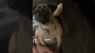 When Your Dog Won't Get a Cup of Water...