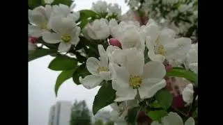 Холодная весна в Москве 2020