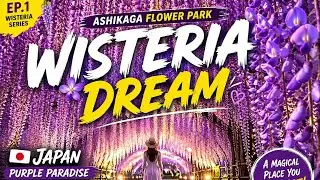     WISTERIA DREAM    💜