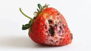 Is Q* leaked as SUS-COLUMN-R? Did OpenAI achieve Level 2 or not? Strawberry might be rotten!