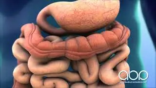 Digestive System in Action -  3D Medical Animation || ABP ©
