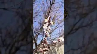 Кубань.