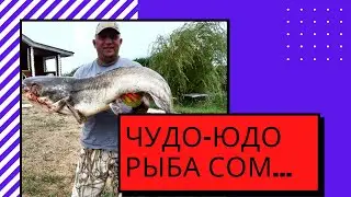 Сом на реке Или/ Поймали сома/ Большой сом/