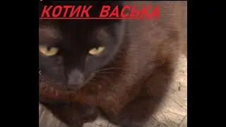 Котик васька  3 серия