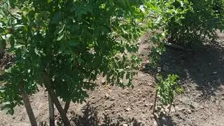 Зизифус унаби,опыт размножения.