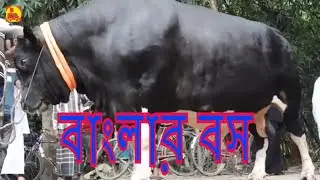 যশোরের কোরবানীর হাট কাঁপাচ্ছে বাংলার বস  ও বাংলার সম্রাট