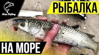 Ловля ПЕЛЕНГАСА с берега на НЕРЕИСА! Рыбалка на Азовском море!
