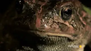 MLG Bullfrog vs. Toad.