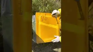 Подсадка маток через открытый расплод. Самый надежный метод!