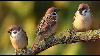 Birds singing, ambient sound, relaxing sounds.