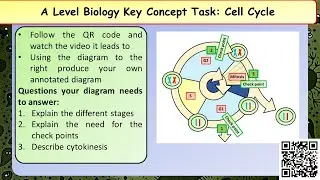 A Level Biology Cell cycle