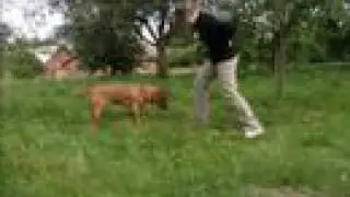 0005P Rhodesian Clip:  RHODESIANDANCE / Papaya - U. Dudziak
