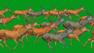 African Deers Spring Running HD Green Screen Blue Screen Black Screen Video