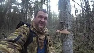 № 10. Поход. Собираем грибы в конце октября! Кто устроил логово на заброшенной даче в глубине леса?