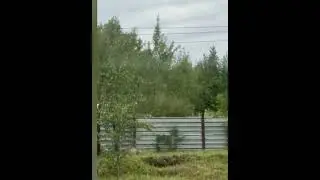 В Циолковском Амурской области полицейские прогнали медведя при помощи сирены автомобиля