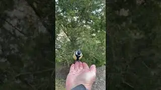 СИНИЧКА, ПАМ'ЯТАЄ.Не бачились місяць. #синичка