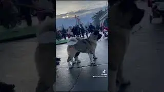 Щенки Акиты Американской ждут своих родителей!