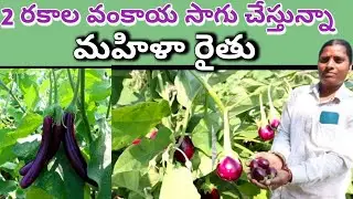 two types brinjal farming in telugu/ గులాబి,కల్యాణి వంకాయ దిగుబడి బాగుంది