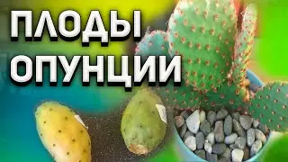 Fruits of the Opuntia cactus. Cactus care. Opuntia.