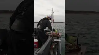 Seagulls Mocking My EPIC CRABBING STYLE! 