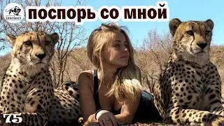 ПОСПОРЬ СО МНОЙ ★★★ Инстинкт животных - реакция на машины| Music Show 75