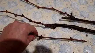 САЖЕНЦЫ КАКИХ ГФ МЫ КУПИЛИ СЕБЕ