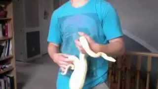 Reptile Collection 2012