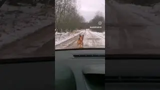 Собака не дает проехать, набрасывается на машину #tiktok #shorts