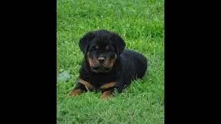 Rottweiler puppies during first 8 weeks Ryan-dogs