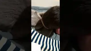 Поцелуи Мауса)