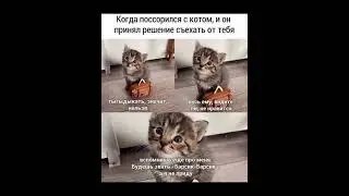 Мемы с котами #1 // 15 смешных мемов