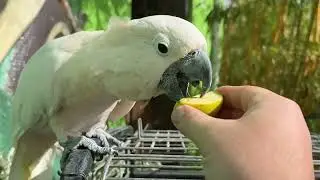 Попугай Макс РАЗОЗЛИЛСЯ на Ксюшу и вот ПОЧЕМУ!